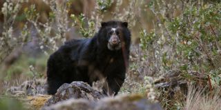 censos de animales domesticos de la paz WCS-Bolivia