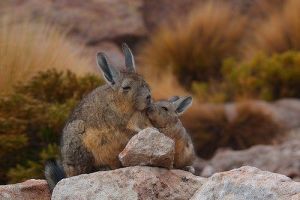 mountain camping in la paz Colibri Camping & Eco Lodge