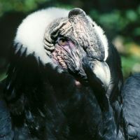 lugares de venta de aves en la paz WCS-Bolivia