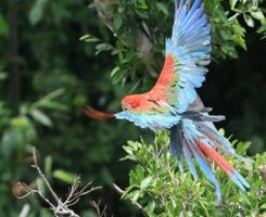 flight attendant courses la paz Kanoo Tours