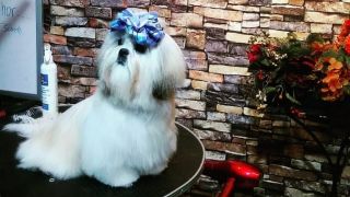 cursos peluqueria canina la paz Peluqueria canina BARTTY PET GROOMING