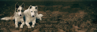 guarderia canina la paz Taawa