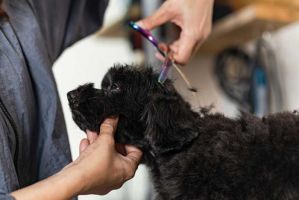 adiestramiento canino la paz Taawa